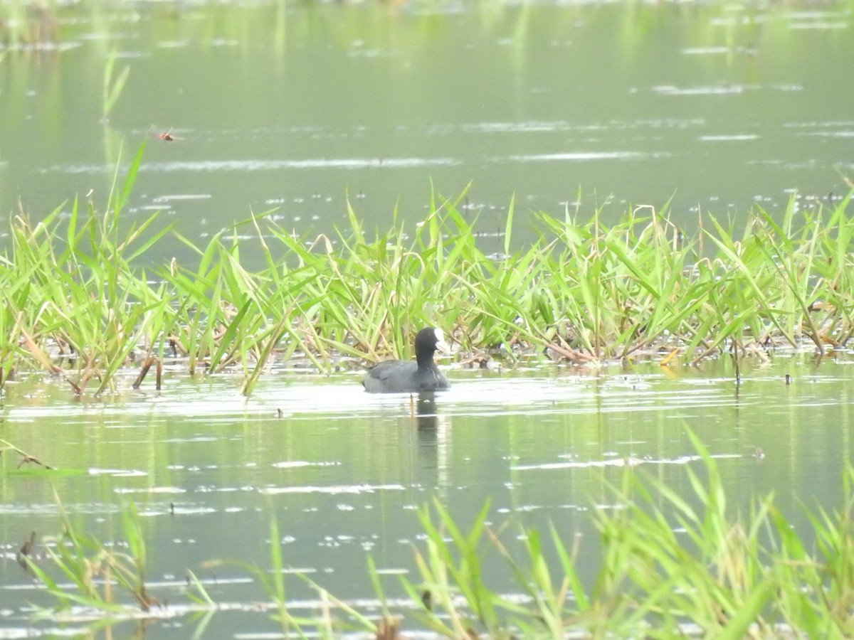 Eurasian Coot - ML462689571