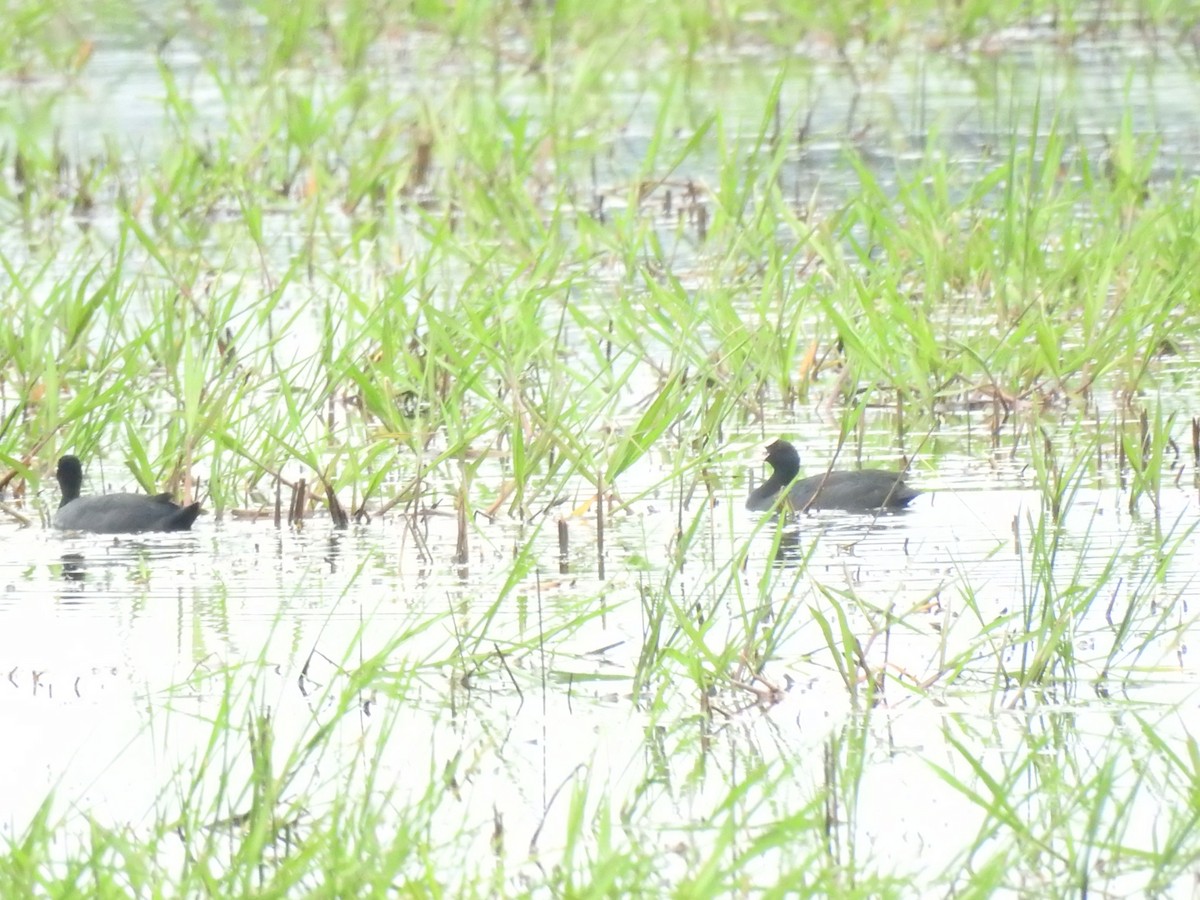 Eurasian Coot - ML462689591