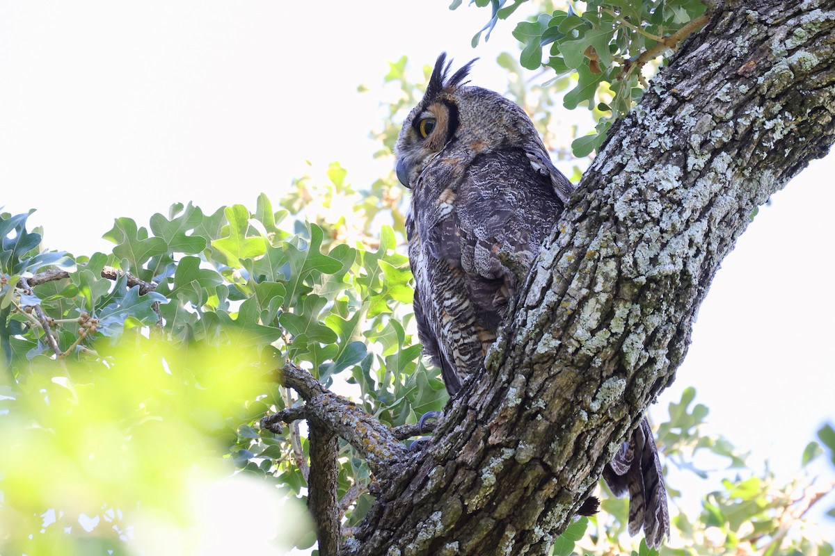 Great Horned Owl - ML462689741