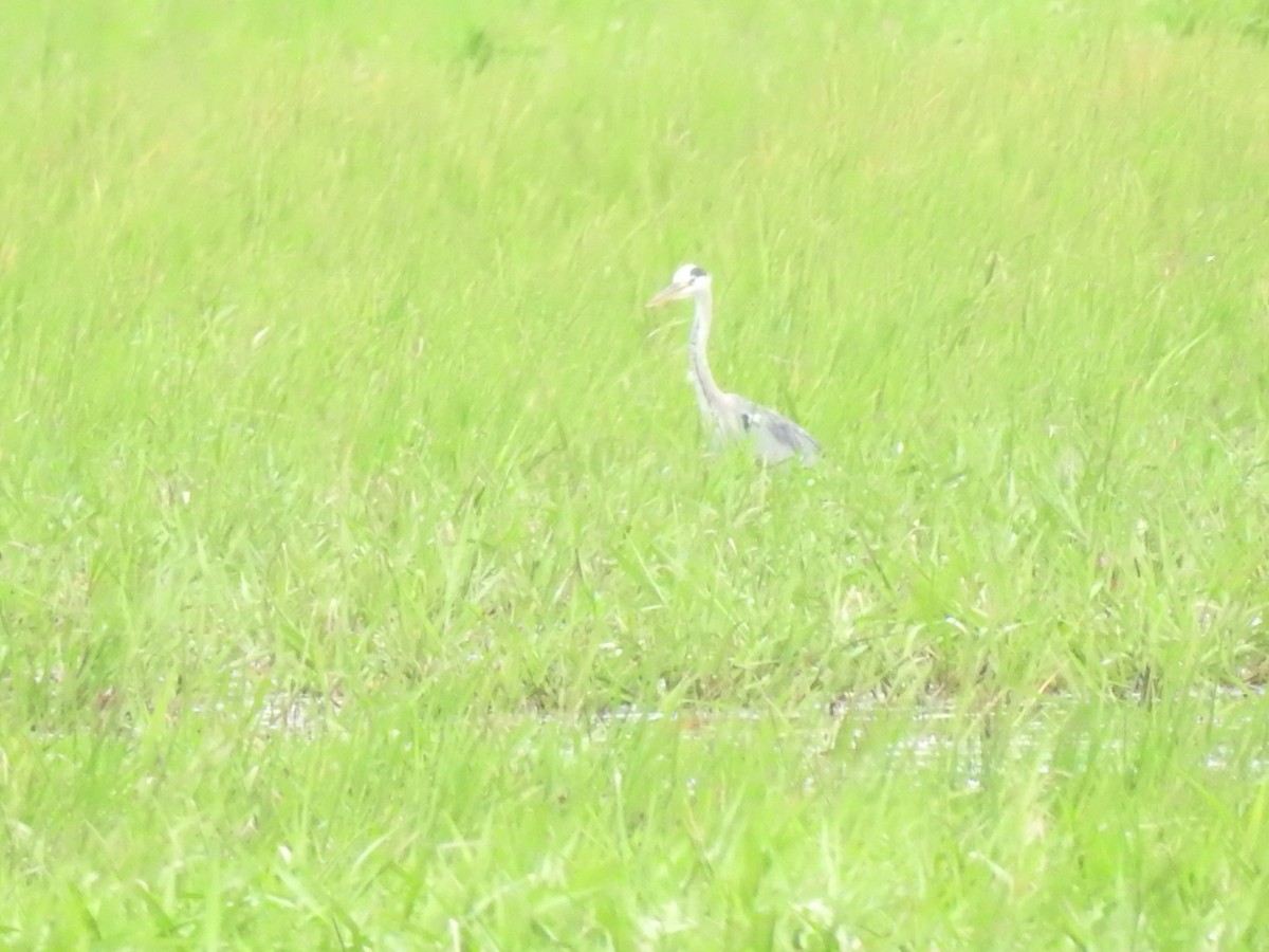 Gray Heron - ML462689791