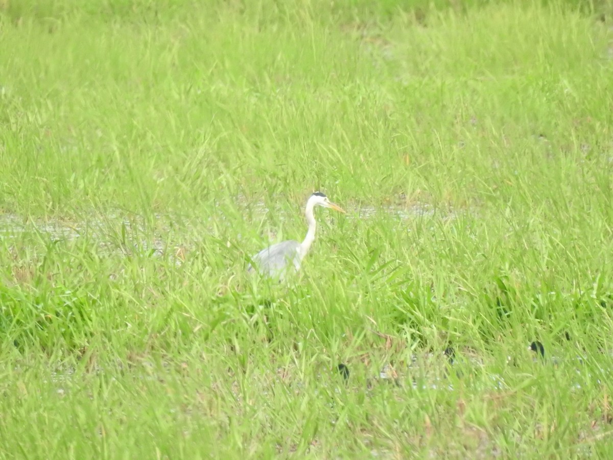 Gray Heron - ML462689871