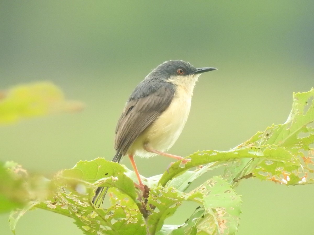 Prinia Cenicienta - ML462689981