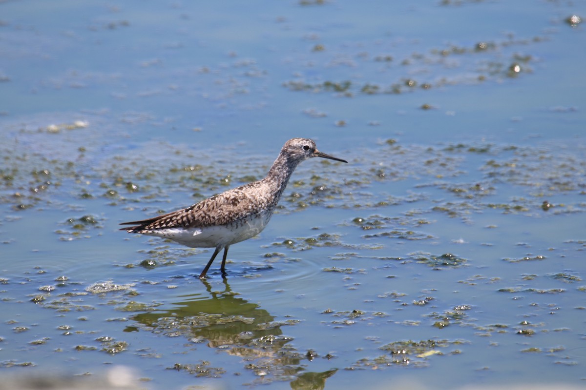 gulbeinsnipe - ML462691291