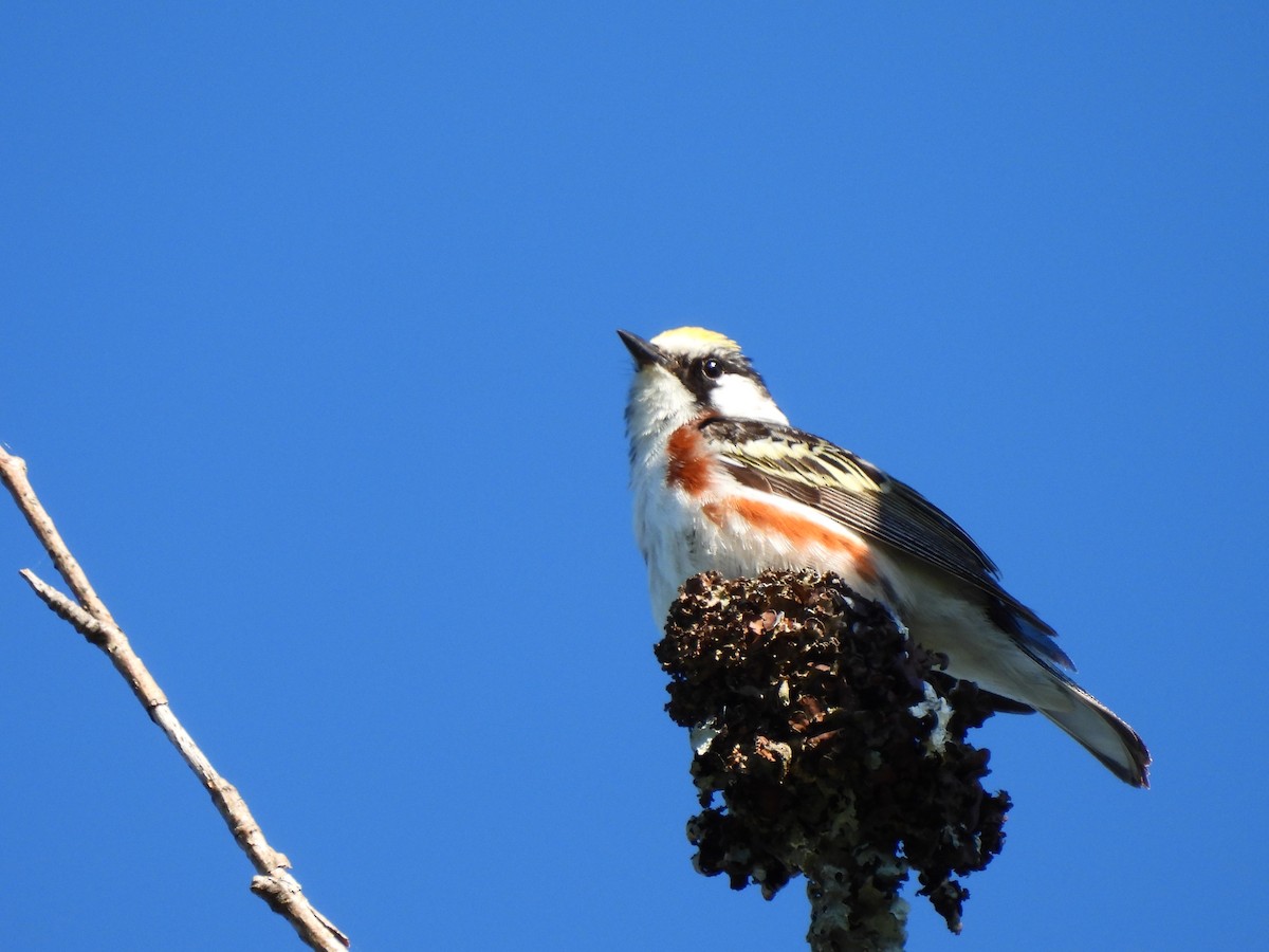 Chestnut-sided Warbler - Tucker Frank