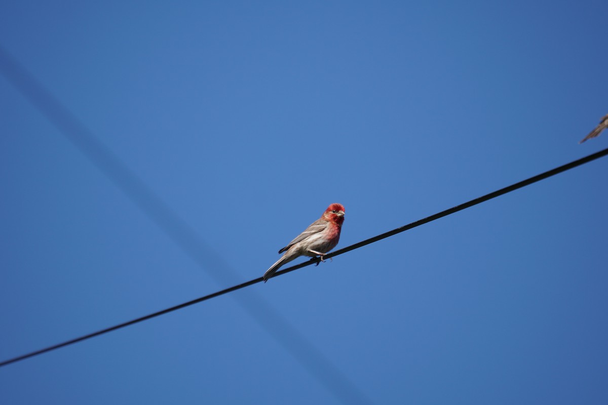 House Finch - ML462692261