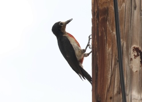 Puerto Rican Woodpecker - ML462692311