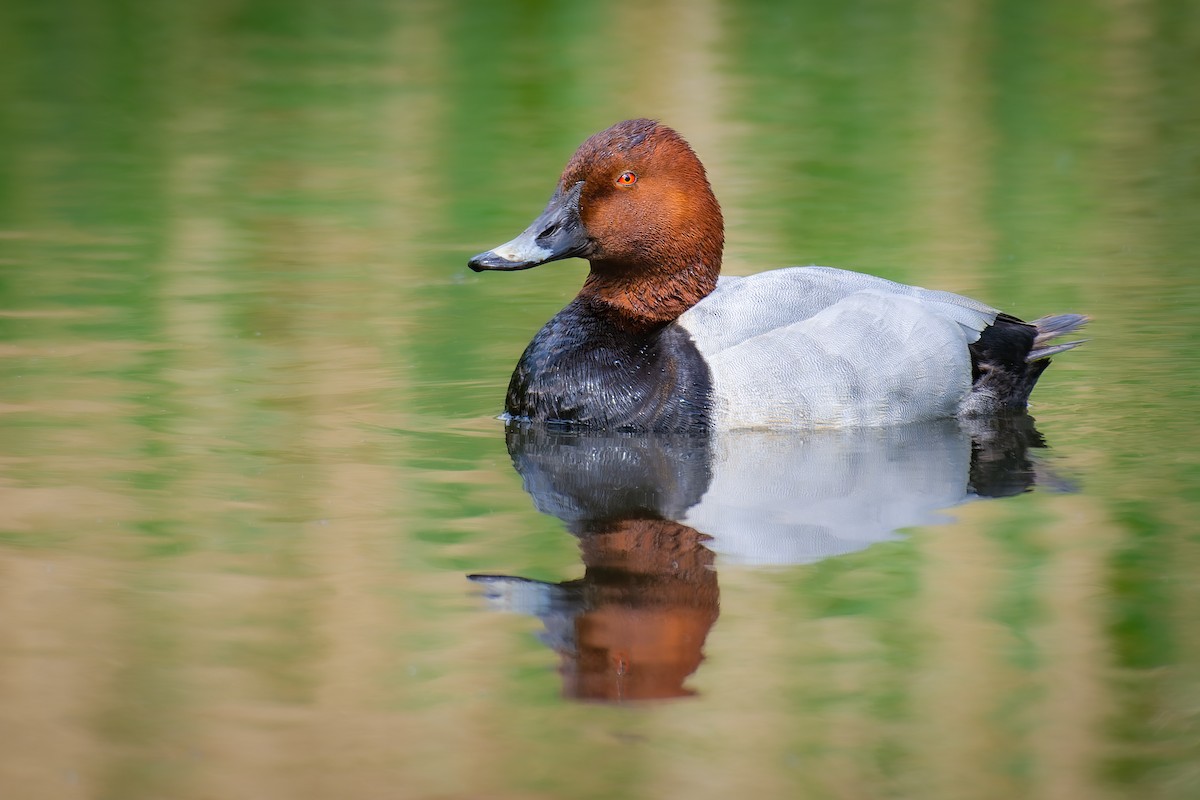 Common Pochard - ML462692491