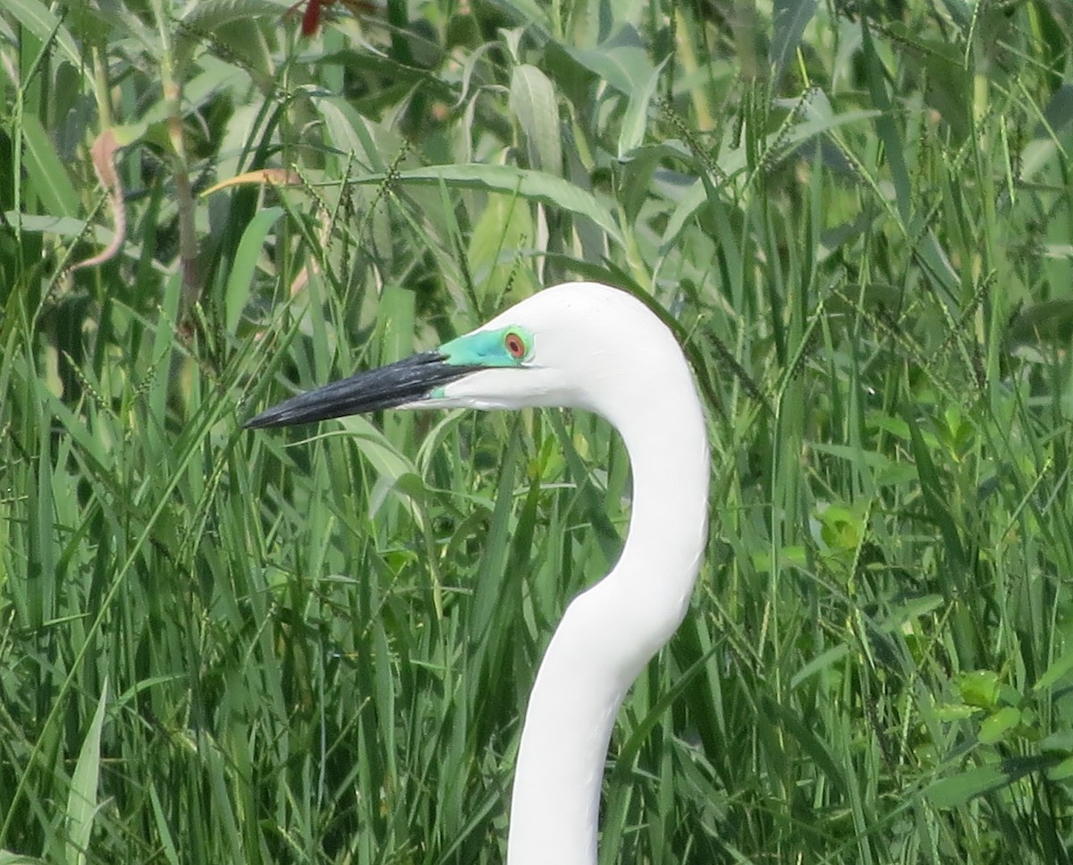 Great Egret - ML462692621