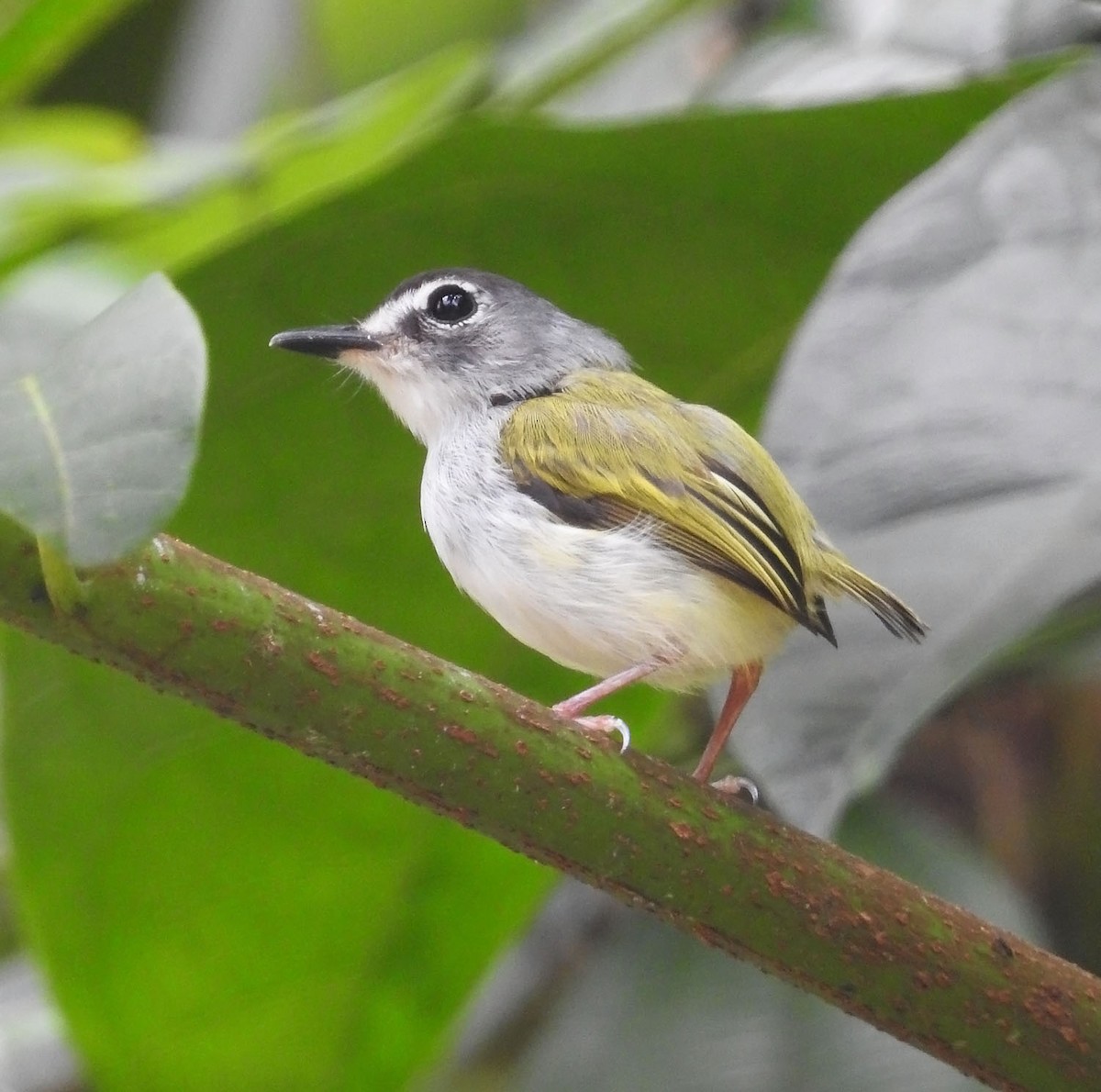 Black-capped Pygmy-Tyrant - ML462693041