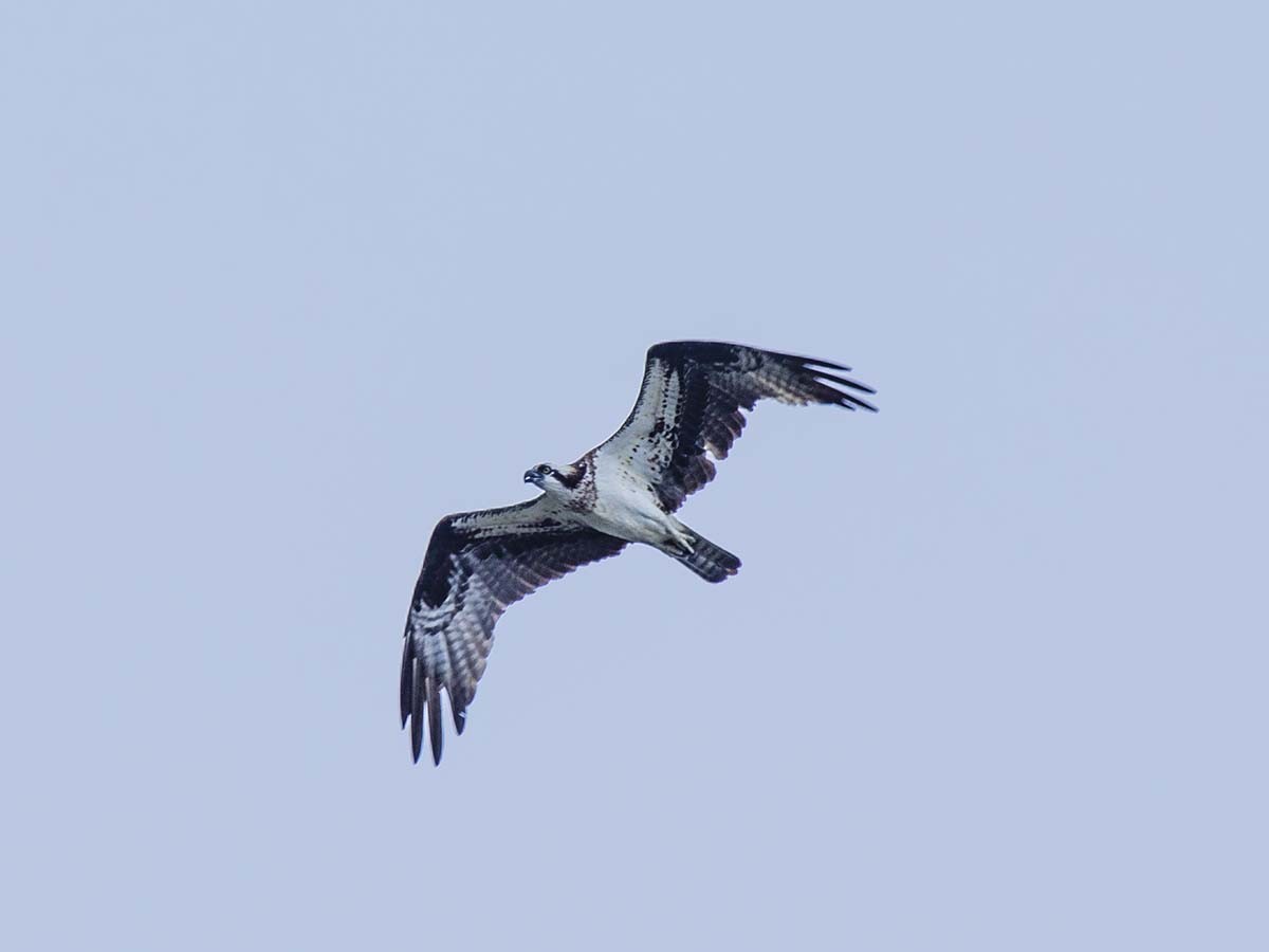 fiskeørn - ML462693261