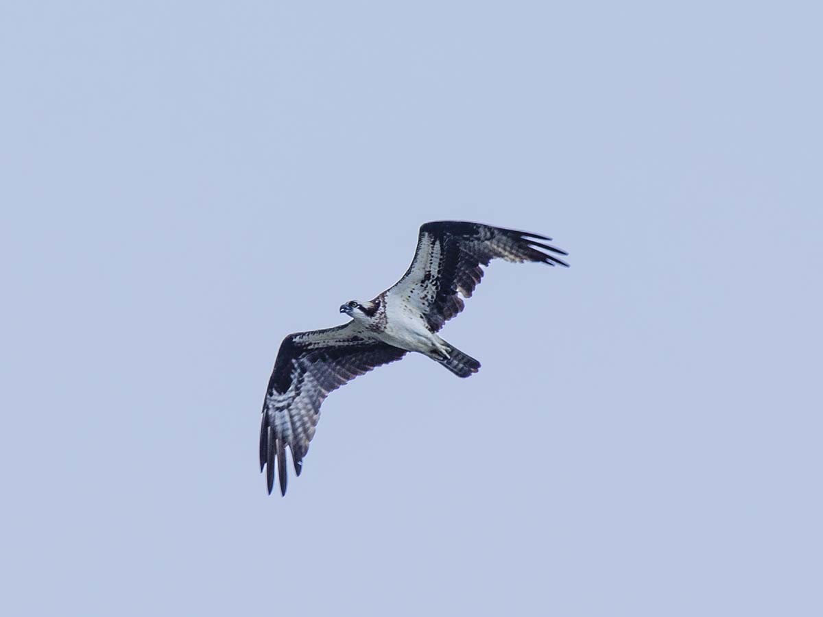 Osprey - ML462693261