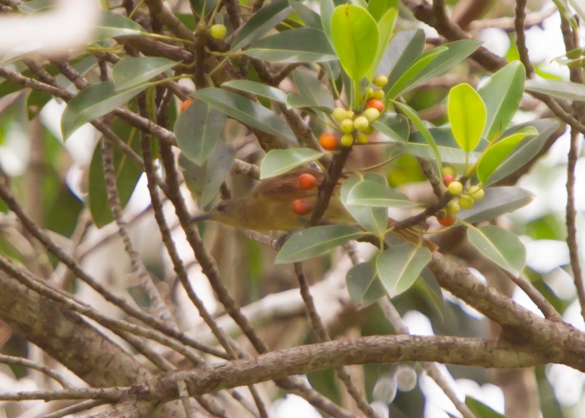 Tawny Straightbill - ML462693371