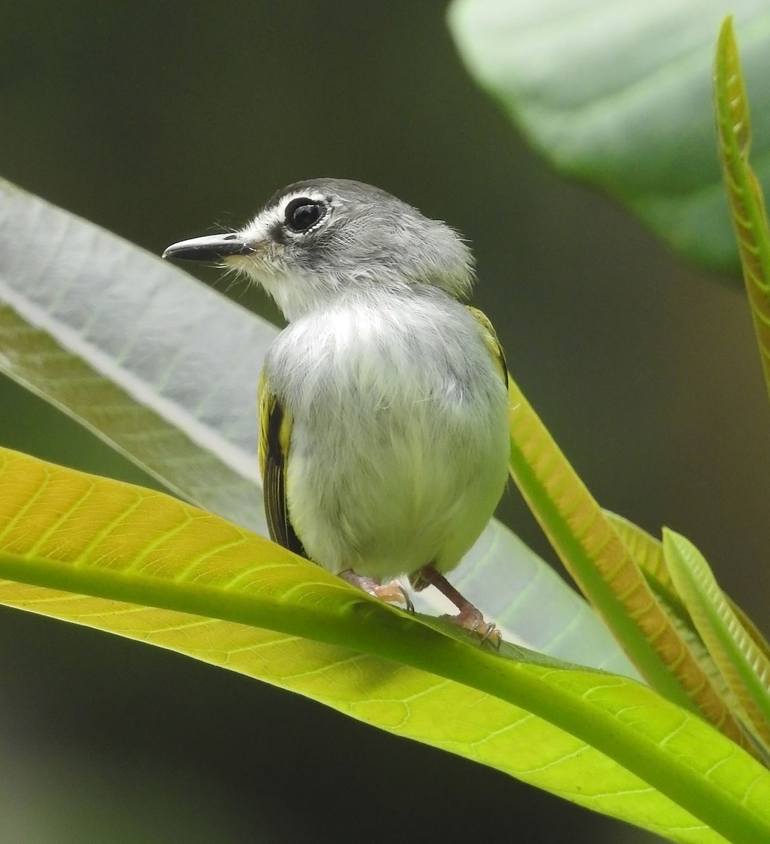 Black-capped Pygmy-Tyrant - ML462694391