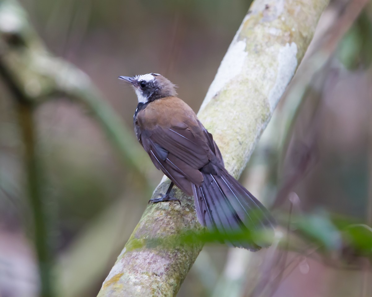 Sooty Thicket-Fantail - ML462695221
