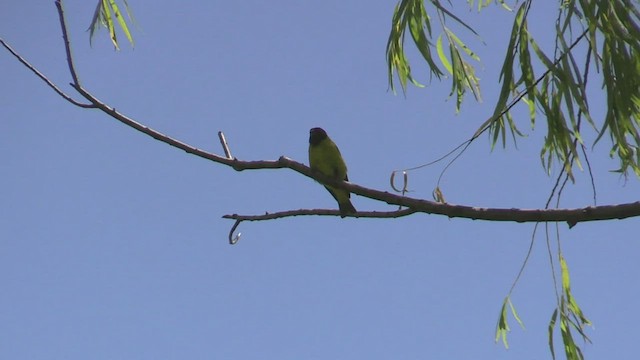 Hooded Siskin - ML462695281