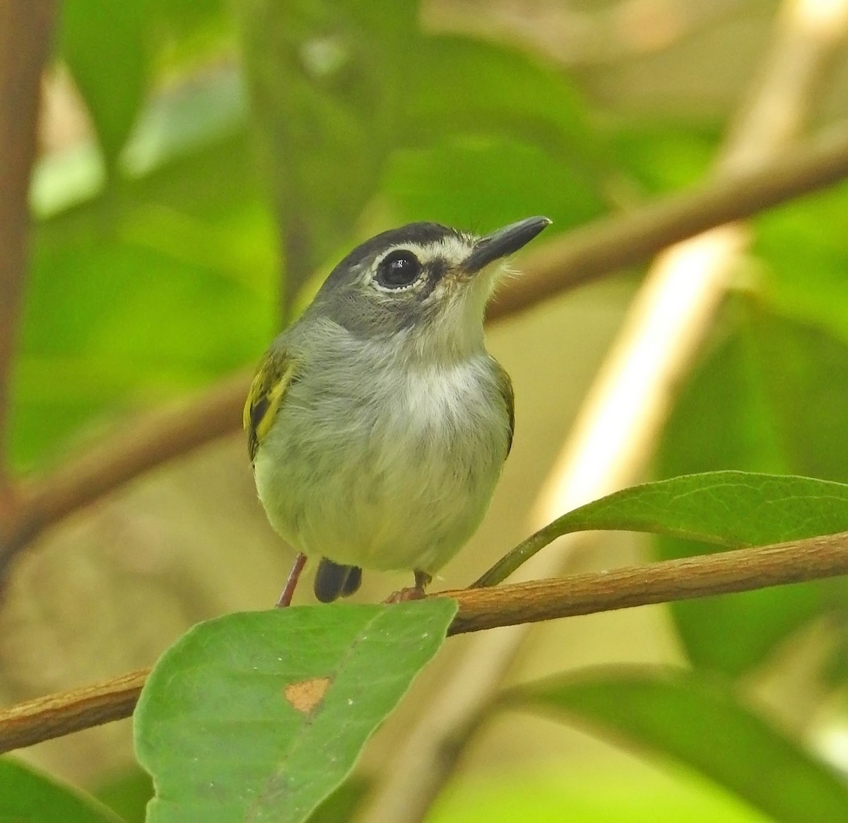 Black-capped Pygmy-Tyrant - ML462695421