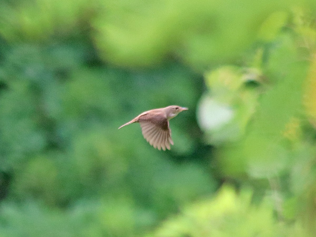 House Wren - ML462695871