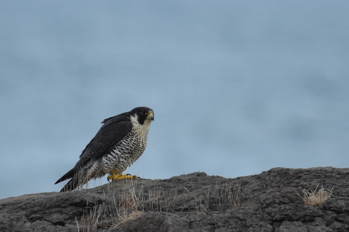 Peregrine Falcon - ML462696251