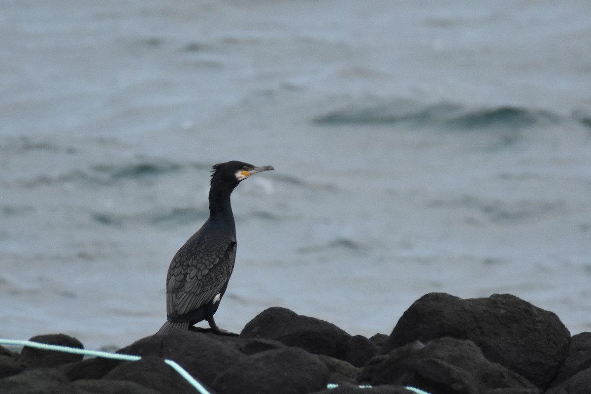 Great Cormorant (North Atlantic) - ML462696401
