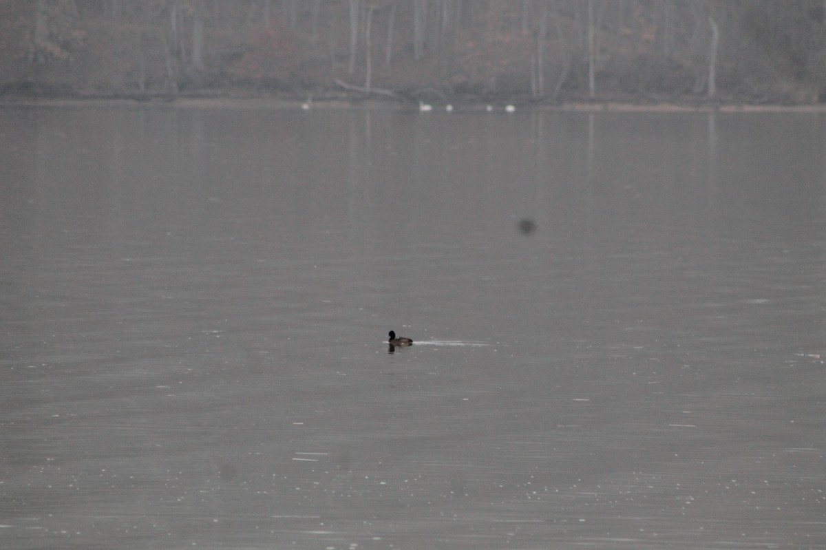 Lesser Scaup - ML46269641