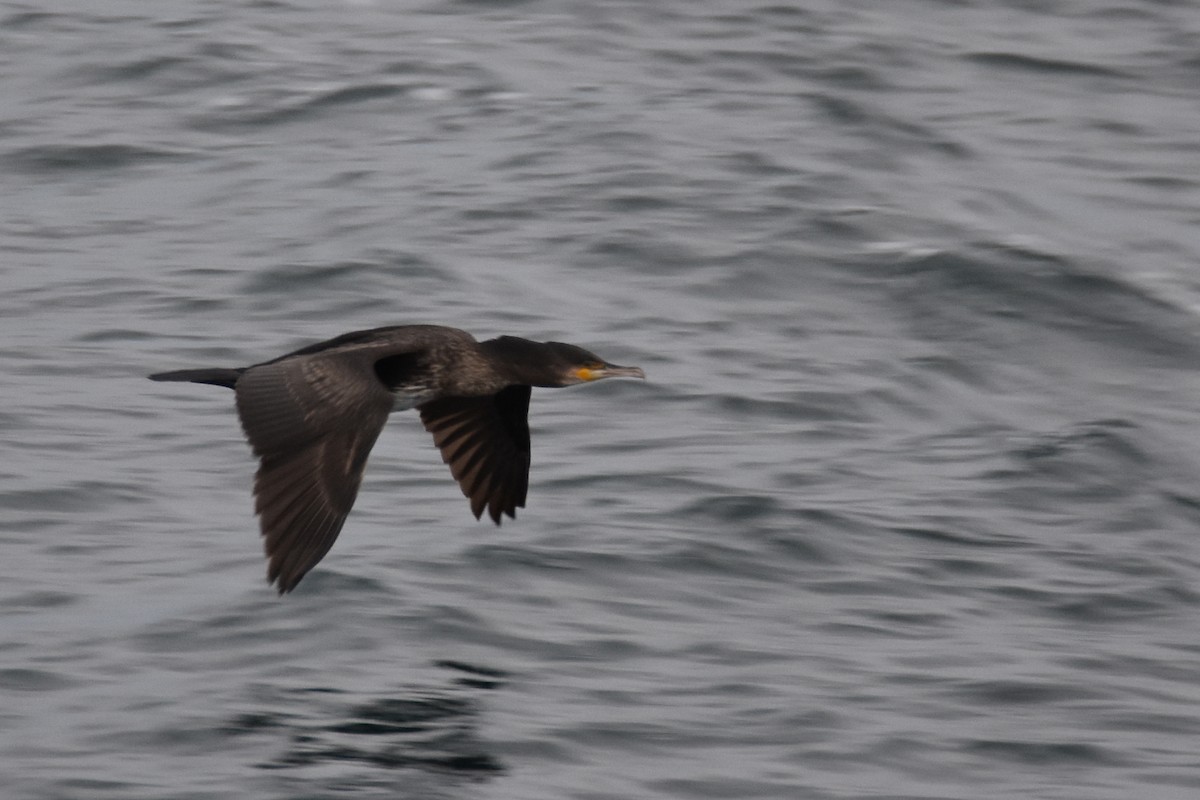Great Cormorant (North Atlantic) - ML462696411