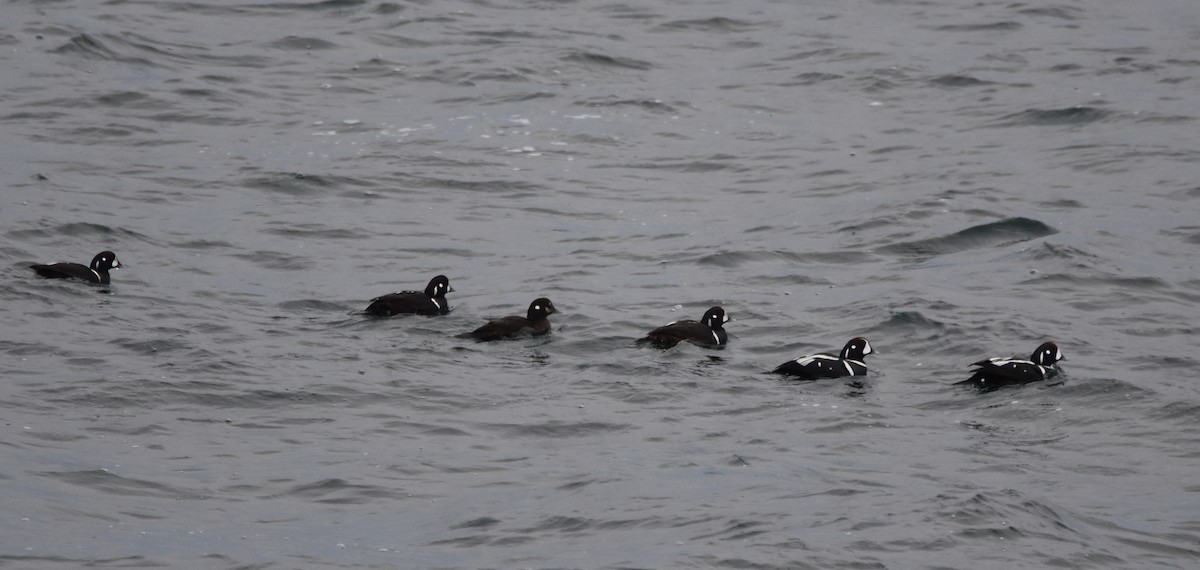 Harlequin Duck - ML462696711