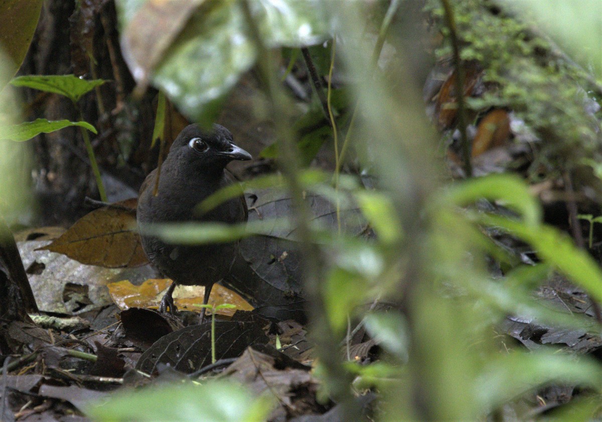 Black-headed Antthrush - ML462697241