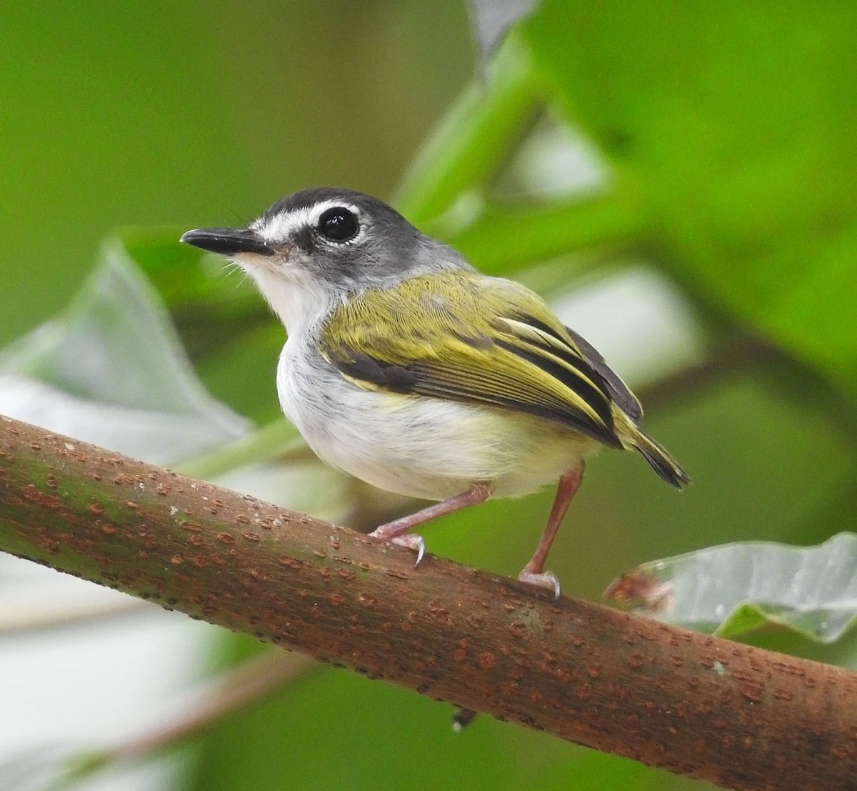 Black-capped Pygmy-Tyrant - ML462697531