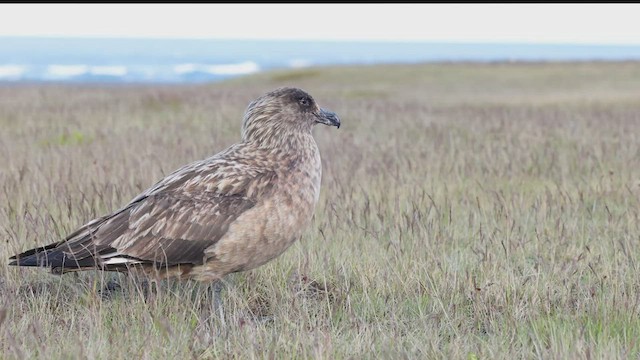 Great Skua - ML462697981