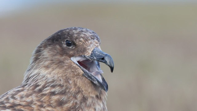 Great Skua - ML462698021