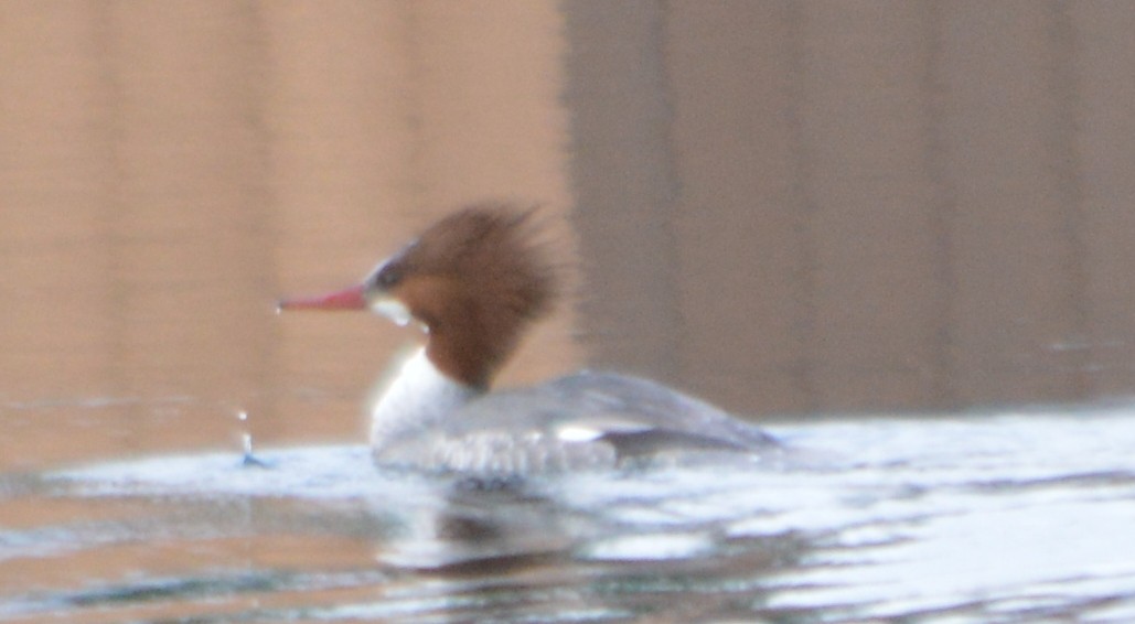 Common Merganser - ML46269821