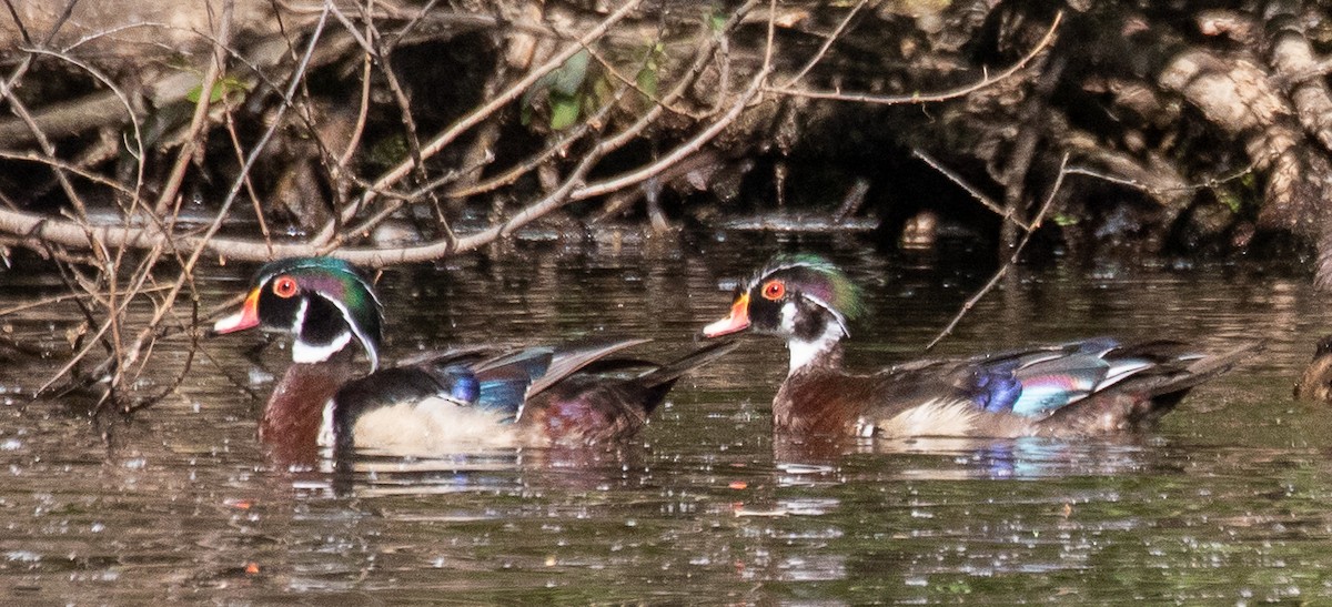 Wood Duck - Kathleen Kent