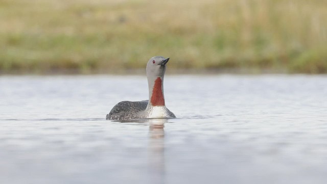 Red-throated Loon - ML462698371