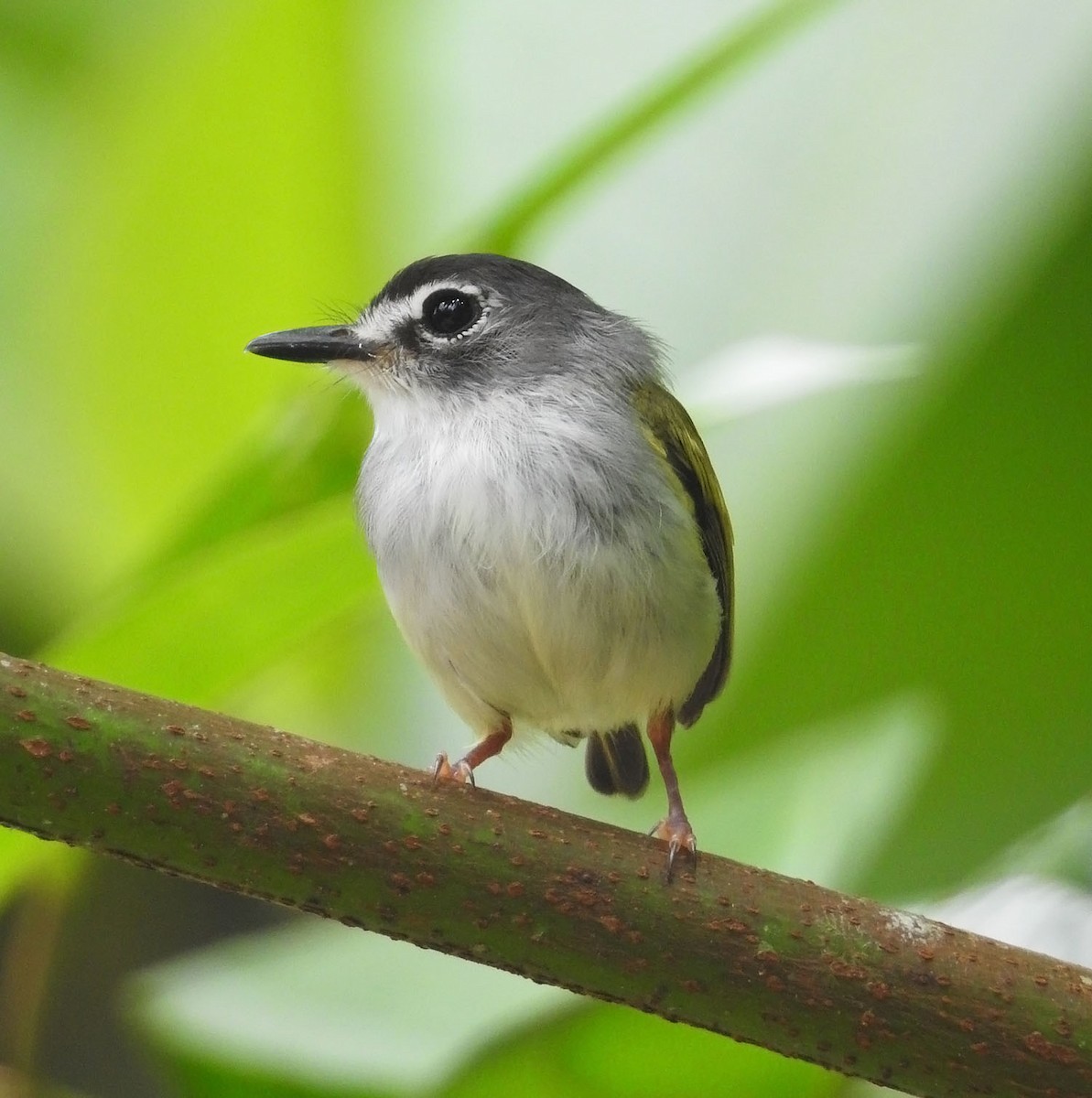 Black-capped Pygmy-Tyrant - Trevor Ellery