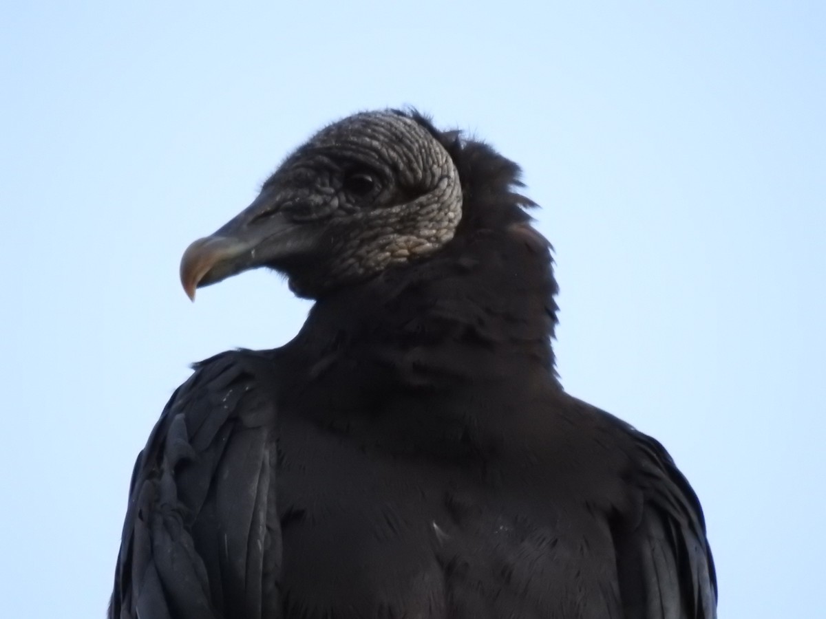 Black Vulture - ML462698901