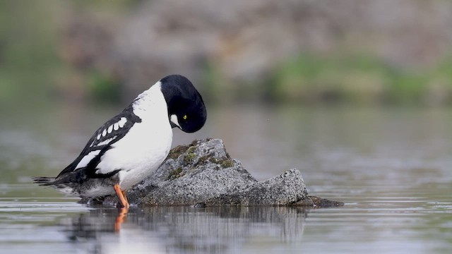 Barrow's Goldeneye - ML462698951