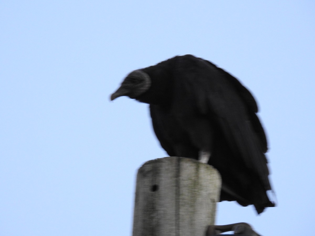 Black Vulture - ML462699001
