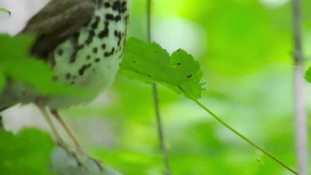 Wood Thrush - ML462699021