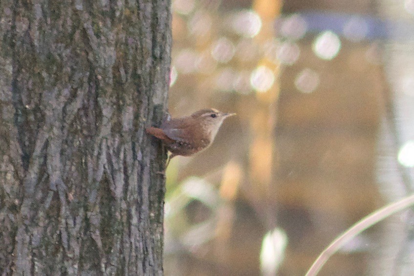 Winter Wren - Oscar Johnson