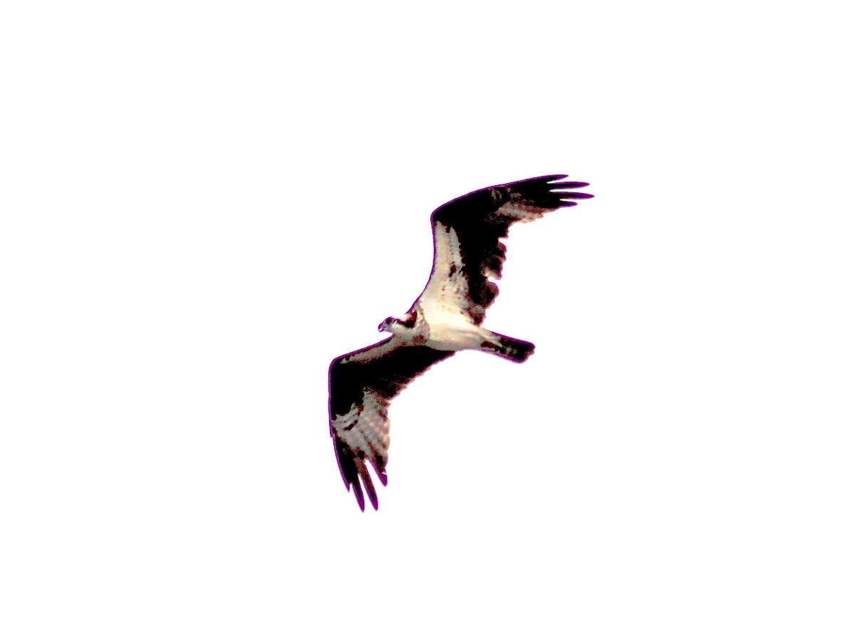 Osprey - ML462699321