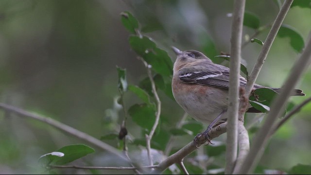 Braunkehl-Waldsänger - ML462700221