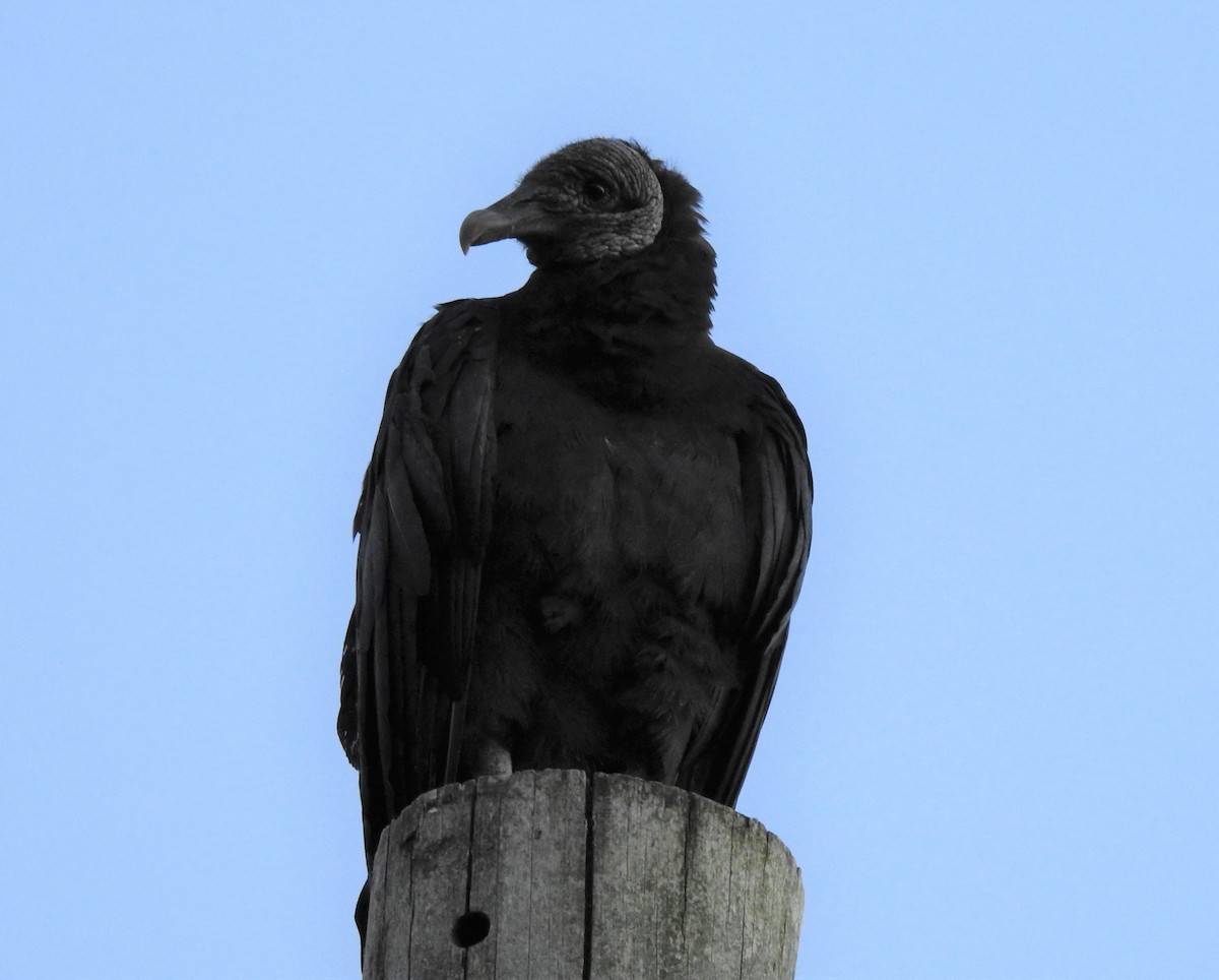 Black Vulture - ML462700251