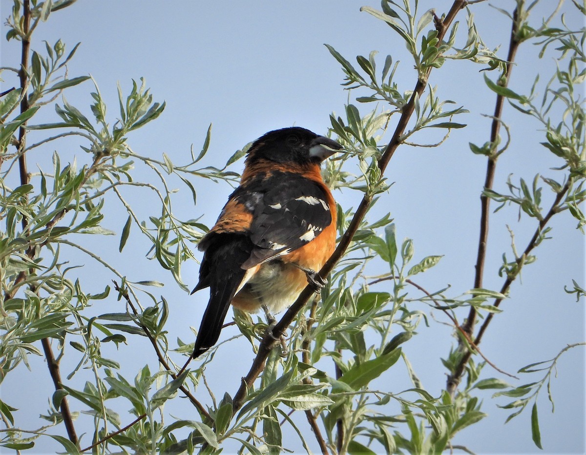 Black-headed Grosbeak - ML462701561