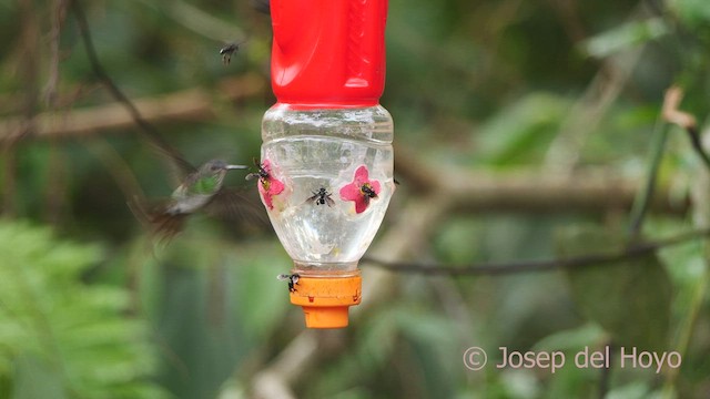 kolibřík nymfový - ML462701771