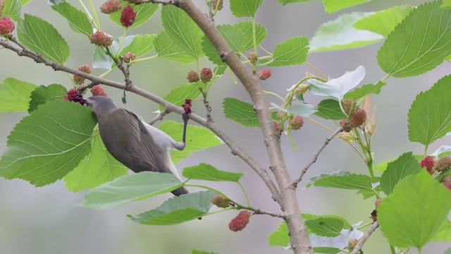 rødøyevireo - ML462701901