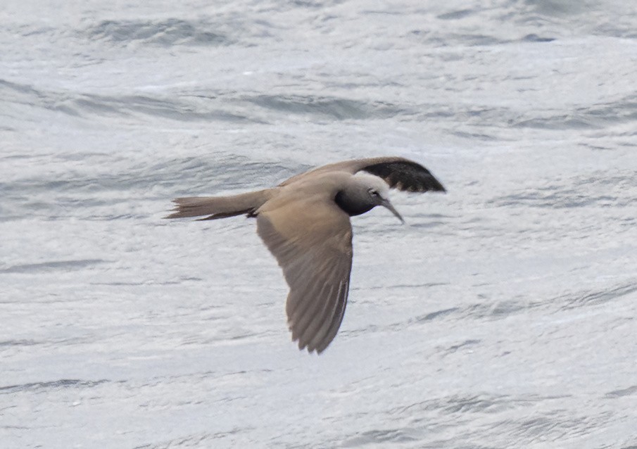 Brown Noddy - ML462702651