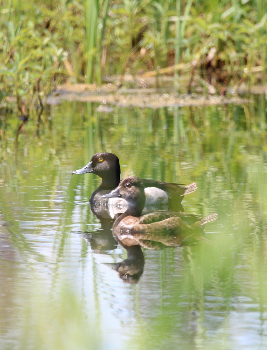 Ring-necked Duck - ML462702791