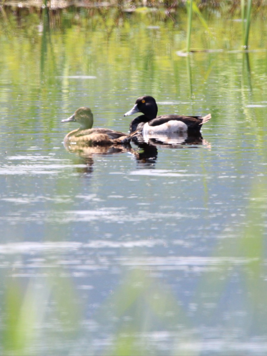 Ring-necked Duck - ML462702851