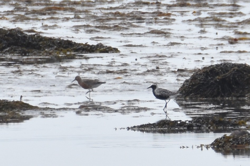 Red Knot - ML462705151