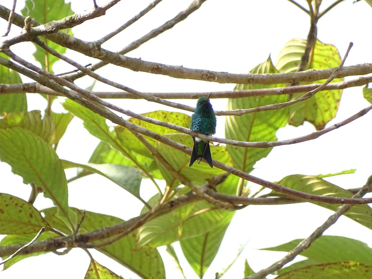 Red-billed Emerald - ML462706401